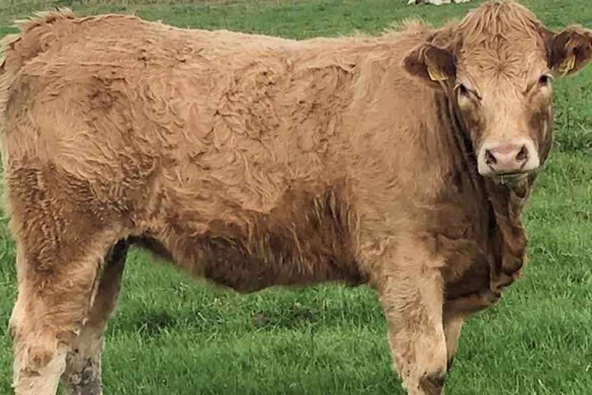 Omagh Mart super heifers sale