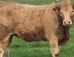 Omagh Mart super heifers sale