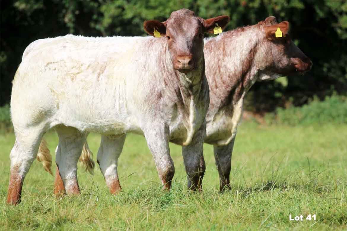 Park and Na Crú Farm Maiden Heifer Sale