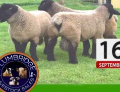 Plumbridge Annual Suffolk Ram Sale