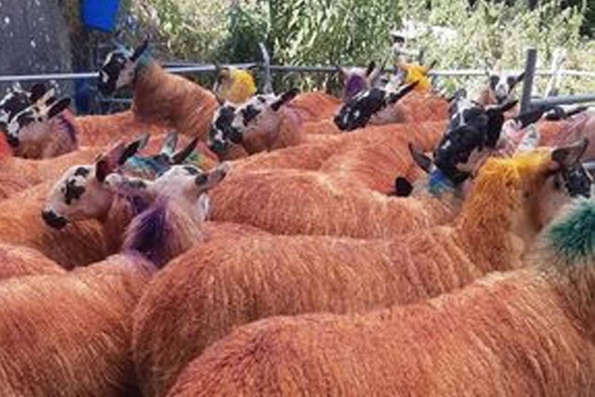 Plumbridge Livestock Sales Mule Ewe Lamb Sale