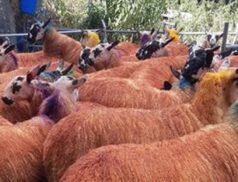 Plumbridge Livestock Sales Mule Ewe Lamb Sale