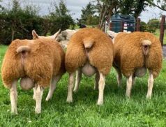 Plumbridge Texel Ram Sale