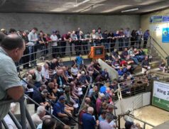 Sheep Ireland €uroStars