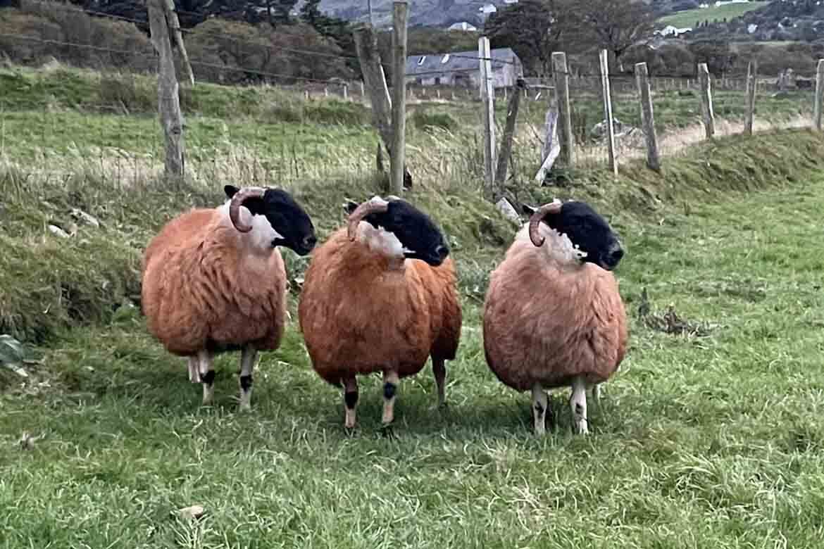 Sliabh Liag Longwool Perth Sheep Breeders Association