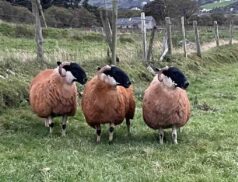 Sliabh Liag Longwool Perth Sheep Breeders Association
