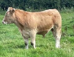 Special Bullock Sale today at Ballymote Mart