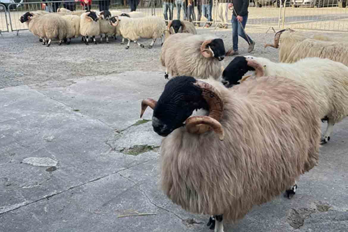 Waterford blackface sheep breeders show and sale