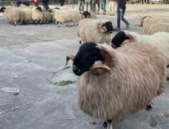 Waterford blackface sheep breeders show and sale