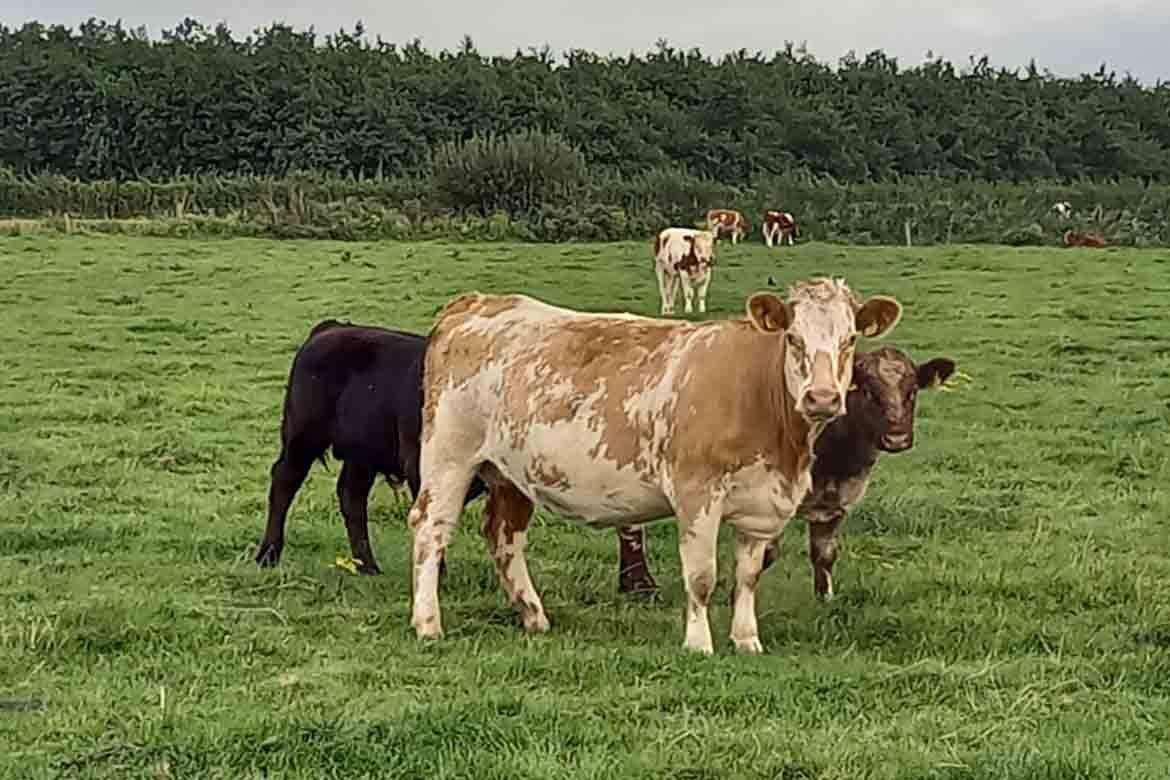 Weanling Bulls Show & Sale at Kilfenora Mart