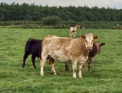 Weanling Bulls Show & Sale at Kilfenora Mart
