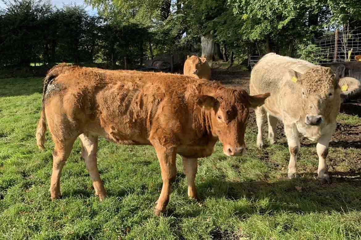 Calves, Cows, Weanling Bulls & Heifers at Ballinasloe Mart - LSL ...