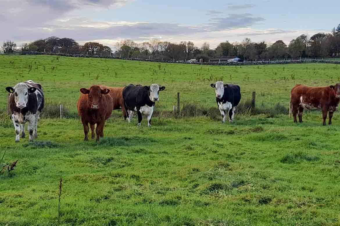 Ballymote Special Breeding Heifer Sale