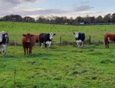 Ballymote Special Breeding Heifer Sale