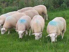 Belclare Sheep Society Sale at GVM Tullamore Mart