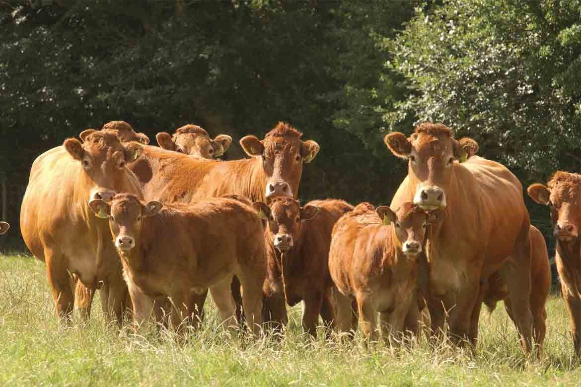 British Limousin Cattle Society sale