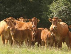 British Limousin Cattle Society sale