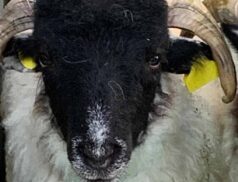 Brockagh Cloghan Co-Operative Mart