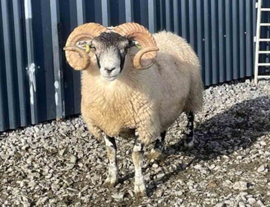 Brockagh Cloghan Special Breeding Sale Ewes
