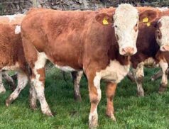 Simmental heifers