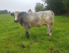 Carrigallen Mart BDGP FEMALE SALE