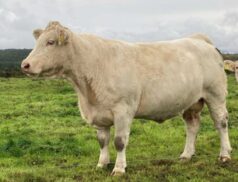 Castleisland Co-op Livestock Mart