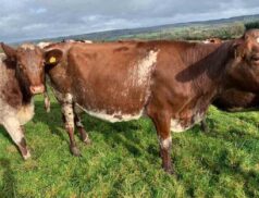 Castleisland Co-op Livestock Mart Clearance Sale