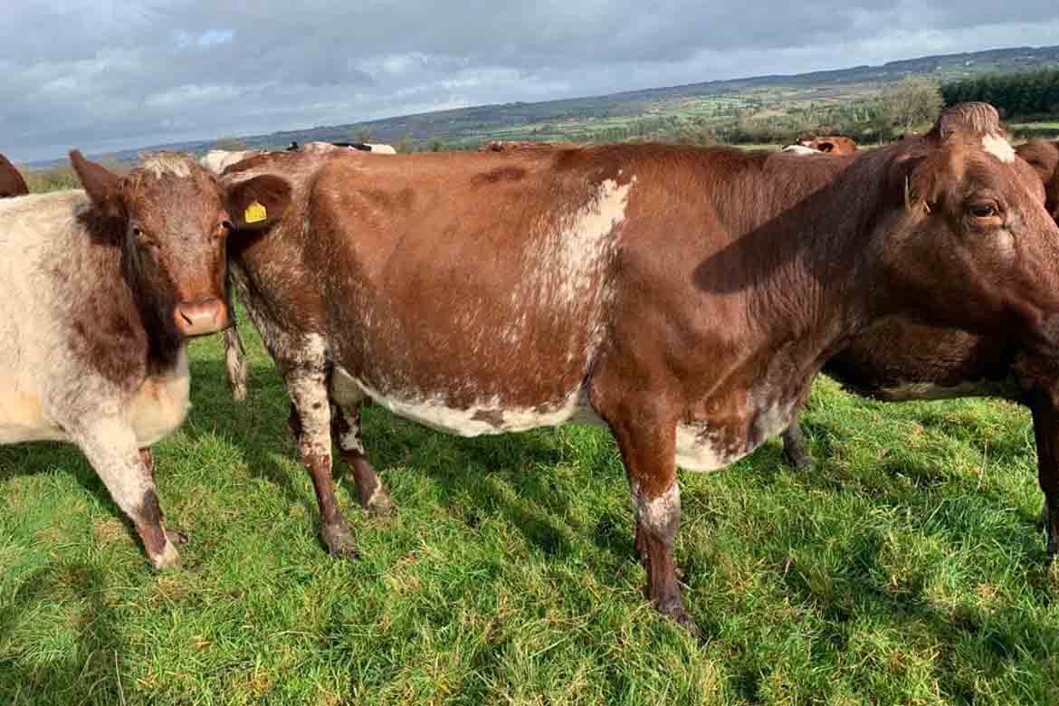 Clearance Sale of 33 dairy SH Cows at Castleisland Co-op - LSL Auctions ...