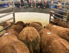 Castleisland Coop Mart
