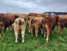 Champion Bull Calf Sale Cootehill Livestock Mart