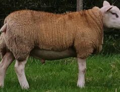 Cootehill Mart Texel ram