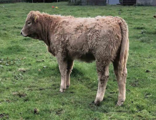 Coothill Irish Organic Association cattle sale