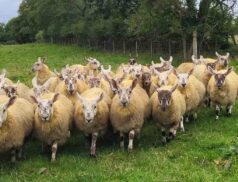 Draperstown Livestock Market Ewe & Ewe Lamb Breeding Sale