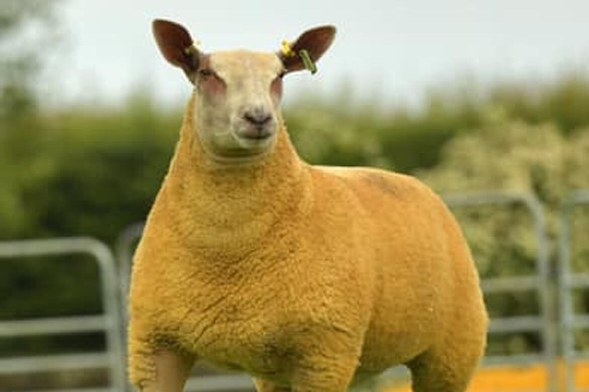 Dungannon Farmers’ Mart Charollais Sheep Female Export Sale