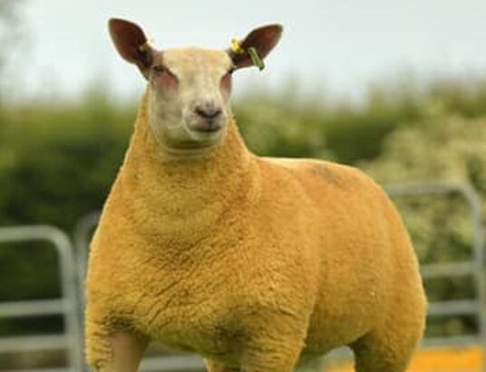 Dungannon Farmers’ Mart Charollais Sheep Female Export Sale