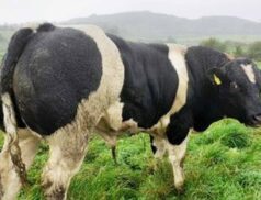 E&U Grade Weanling Bull Sale at Gortatlea Mart