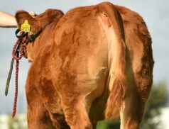 Ernevalley Sweetheart Irish Limousin Anniversary elite female sale