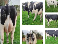 Gortatlea Mart Dairy Sale