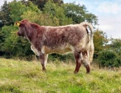 Heifers at the Carrigallen Mart Show & Sale