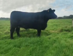 Irish Angus Munster Branch