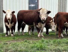 Irish Hereford Breed Society Premier Autumn Show & Sale