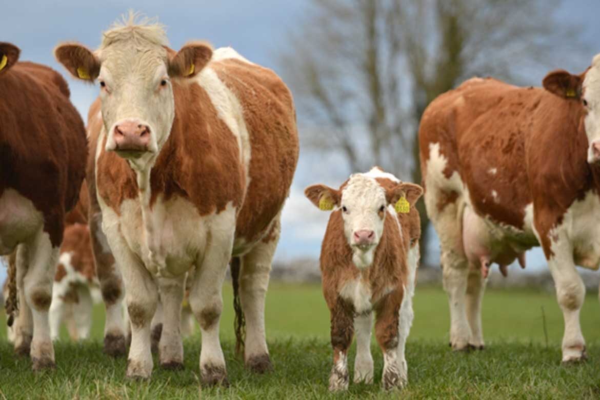 Irish Simmental Cattle Society