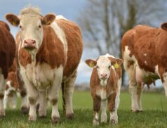 Irish Simmental Cattle Society