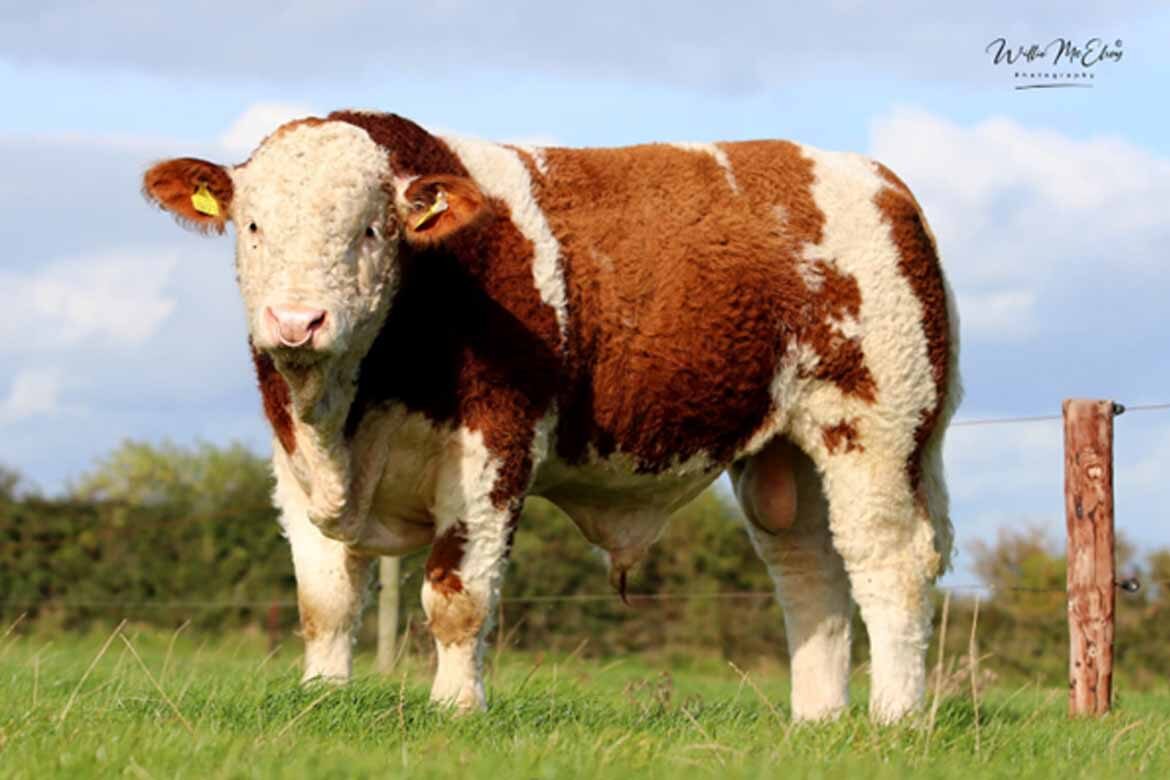 Irish Simmental Cattle Society Roscommon Mart Sale