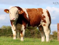 Irish Simmental Cattle Society Roscommon Mart Sale