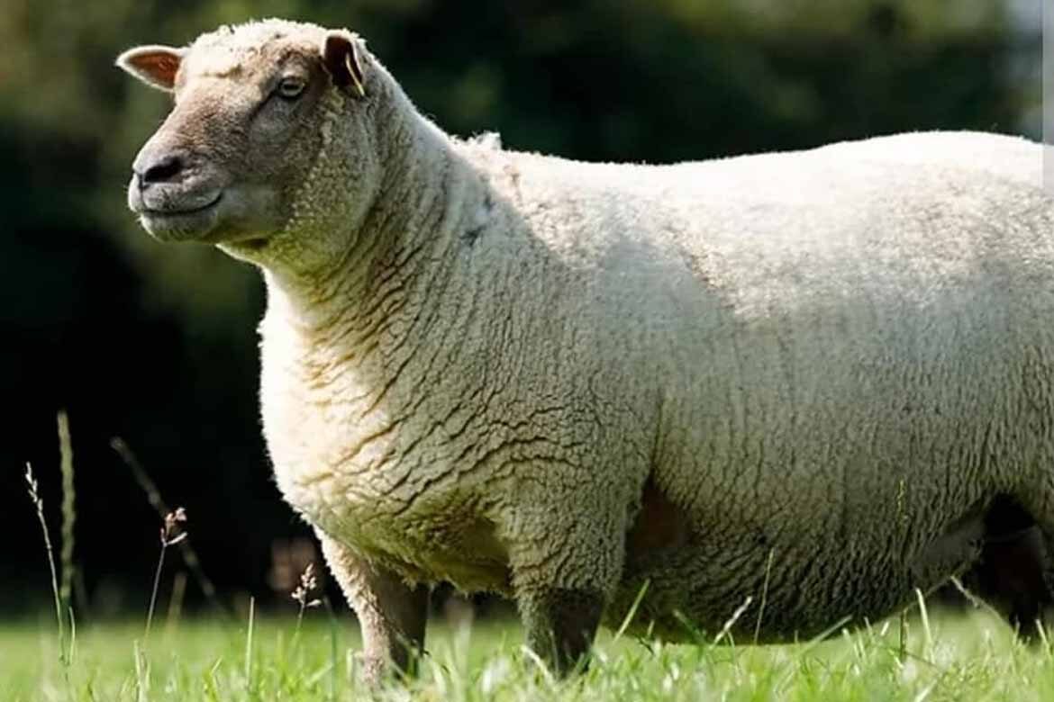 Irish Vendéen Sheep Society Sale