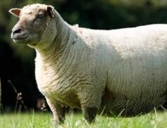Irish Vendéen Sheep Society Sale