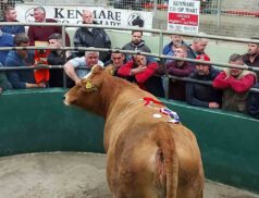 Kenmare Mart campion sale