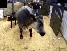 LSL Auctions Sales 12th October