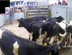 LSL Auctions Sales 19 October